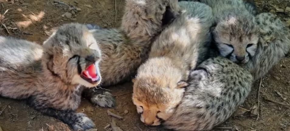 Five New Cheetah Cubs Born at Kuno, National Park India’s Cheetah Count Reaches 60